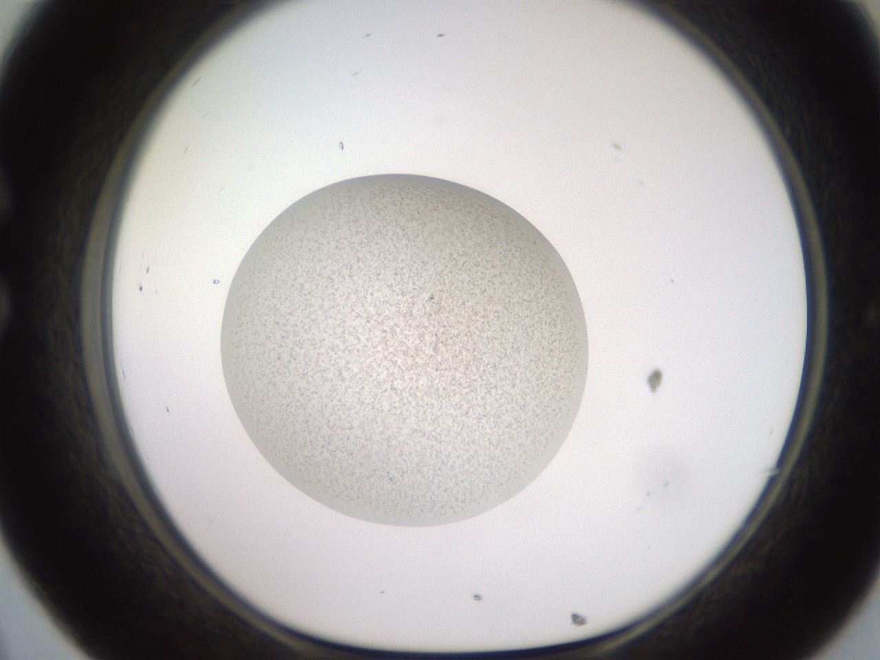 folderID619_plateID1619_batchID6747_wellNum32_profileID1_d1_r107830_ef.jpg