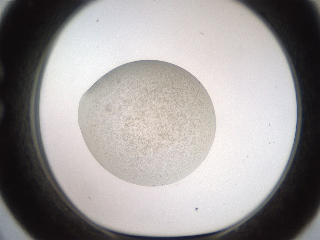 folderID619_plateID1619_batchID6747_wellNum33_profileID1_d1_r107832_ef.jpg