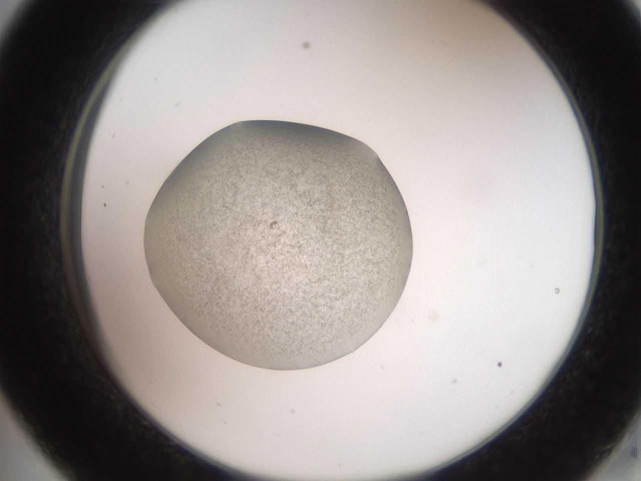 folderID619_plateID1619_batchID6747_wellNum33_profileID1_d2_r107833_ef.jpg