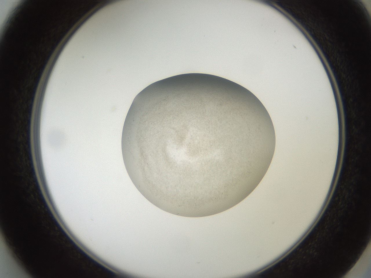 folderID619_plateID1619_batchID6747_wellNum37_profileID1_d2_r107841_ef.jpg