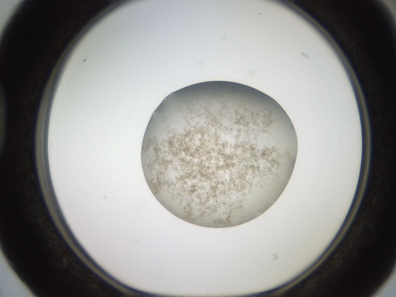 folderID619_plateID1619_batchID6747_wellNum40_profileID1_d1_r107846_ef.jpg