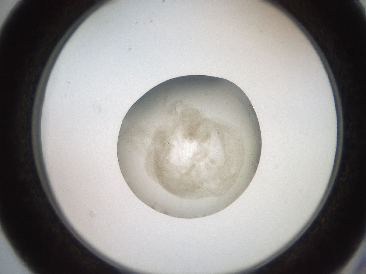 folderID619_plateID1619_batchID6747_wellNum40_profileID1_d2_r107847_ef.jpg