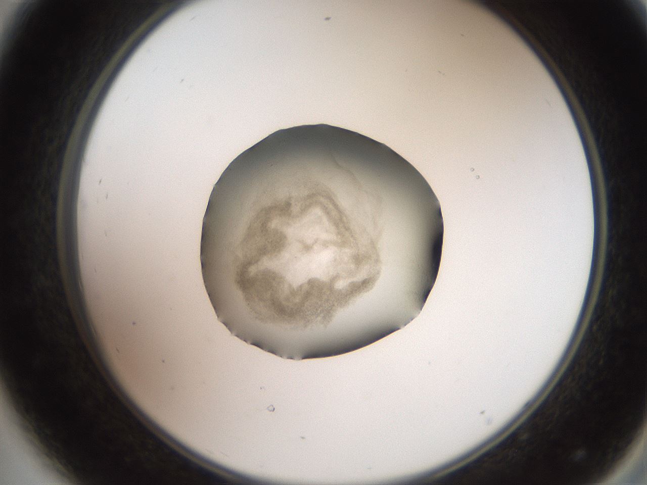 folderID619_plateID1619_batchID6747_wellNum44_profileID1_d2_r107855_ef.jpg