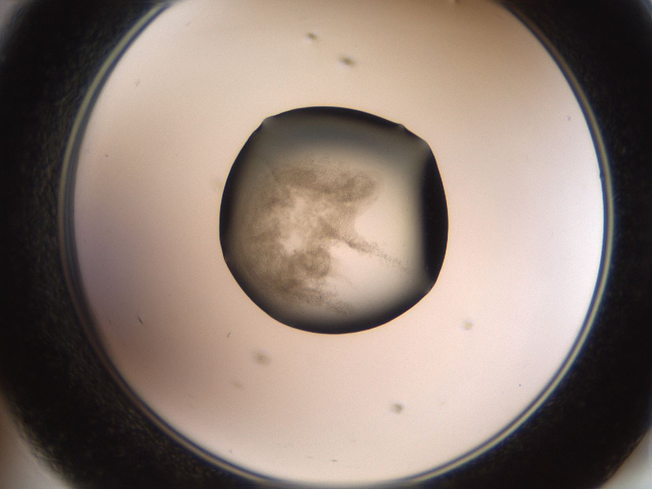folderID619_plateID1619_batchID6747_wellNum47_profileID1_d2_r107861_ef.jpg