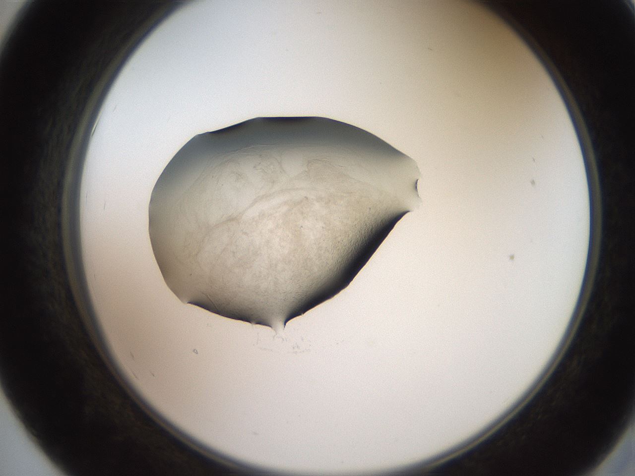folderID619_plateID1619_batchID6747_wellNum55_profileID1_d2_r107877_ef.jpg