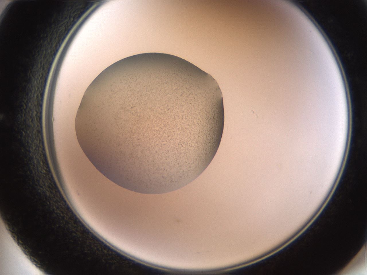 folderID619_plateID1619_batchID6747_wellNum60_profileID1_d2_r107887_ef.jpg