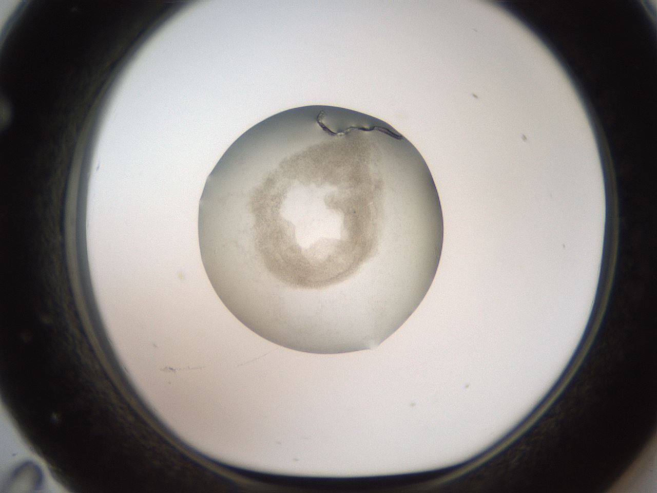 folderID619_plateID1619_batchID6747_wellNum71_profileID1_d1_r107908_ef.jpg