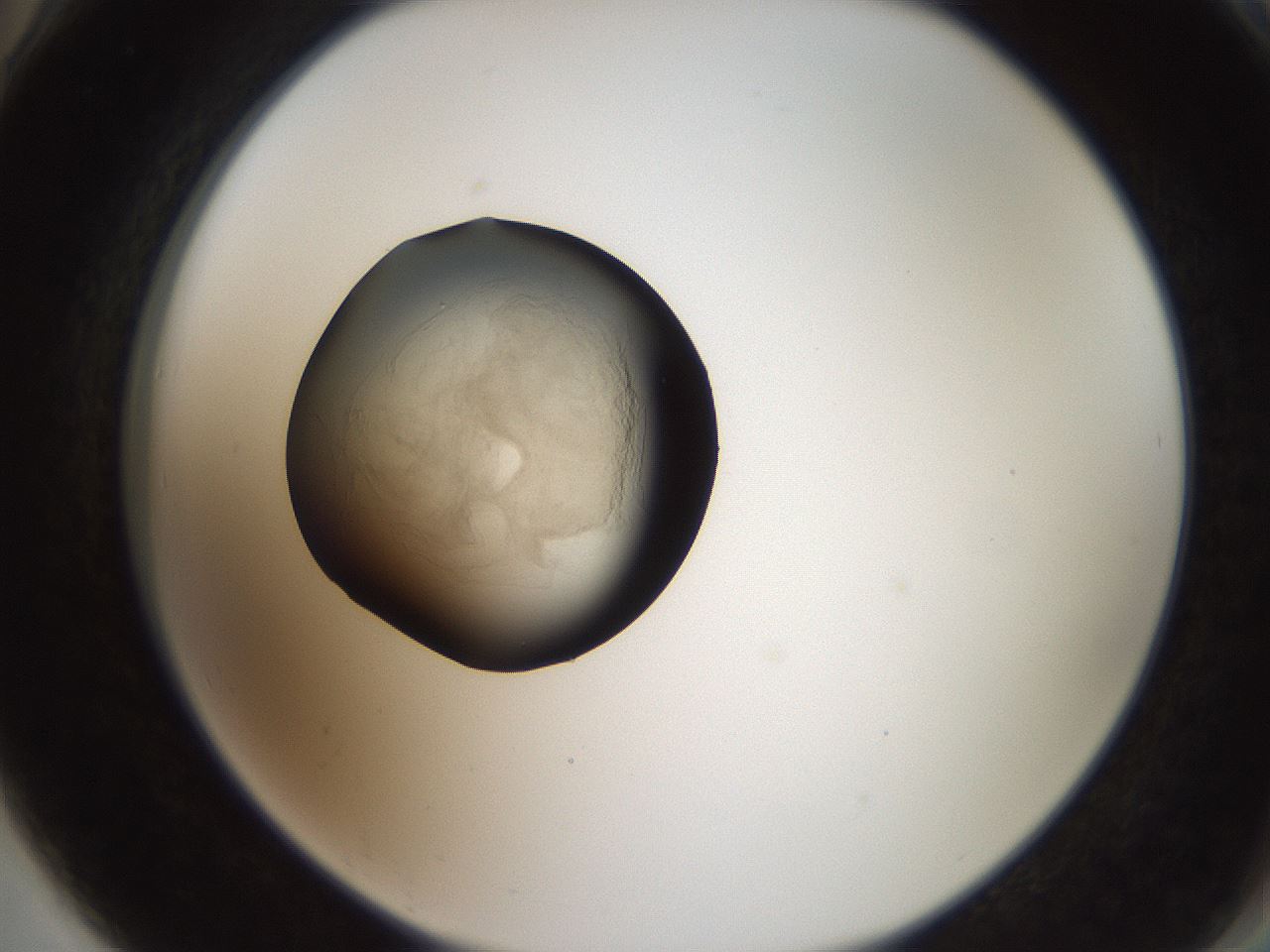 folderID619_plateID1619_batchID6747_wellNum78_profileID1_d2_r107923_ef.jpg