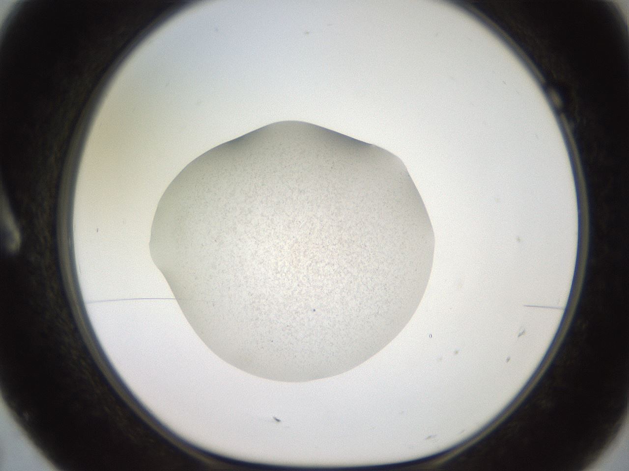 folderID619_plateID1619_batchID6747_wellNum7_profileID1_d1_r107780_ef.jpg