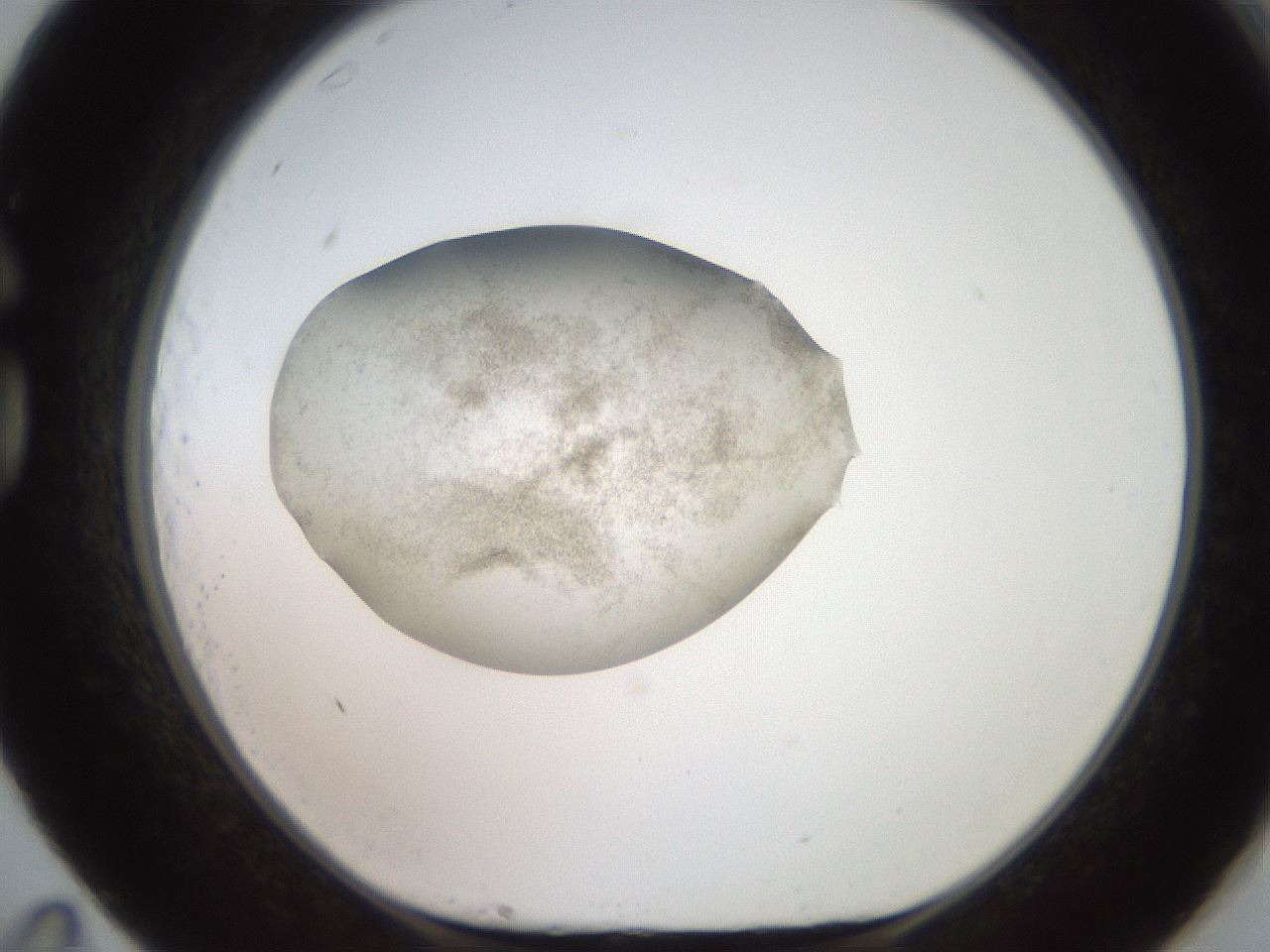 folderID619_plateID1619_batchID6747_wellNum83_profileID1_d1_r107932_ef.jpg
