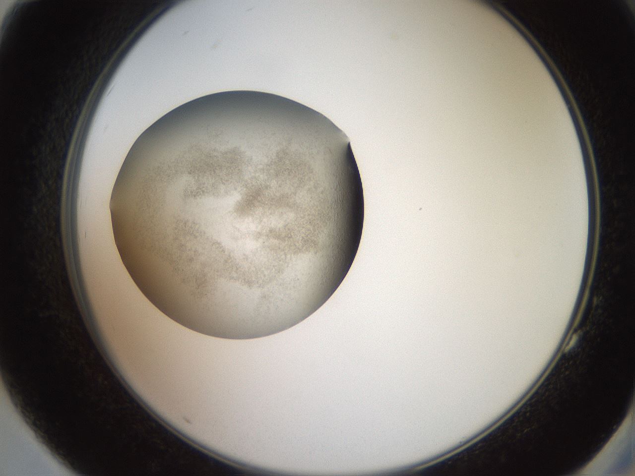 folderID619_plateID1619_batchID6747_wellNum83_profileID1_d2_r107933_ef.jpg