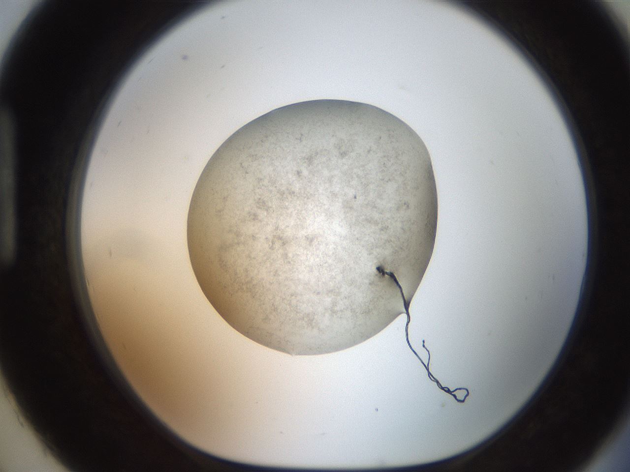 folderID619_plateID1619_batchID6747_wellNum93_profileID1_d1_r107952_ef.jpg
