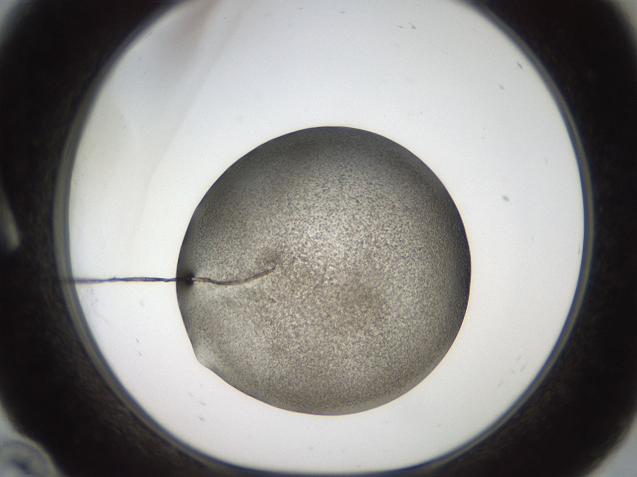 folderID61_plateID2061_batchID9091_wellNum10_profileID1_d1_r139200_ef.jpg