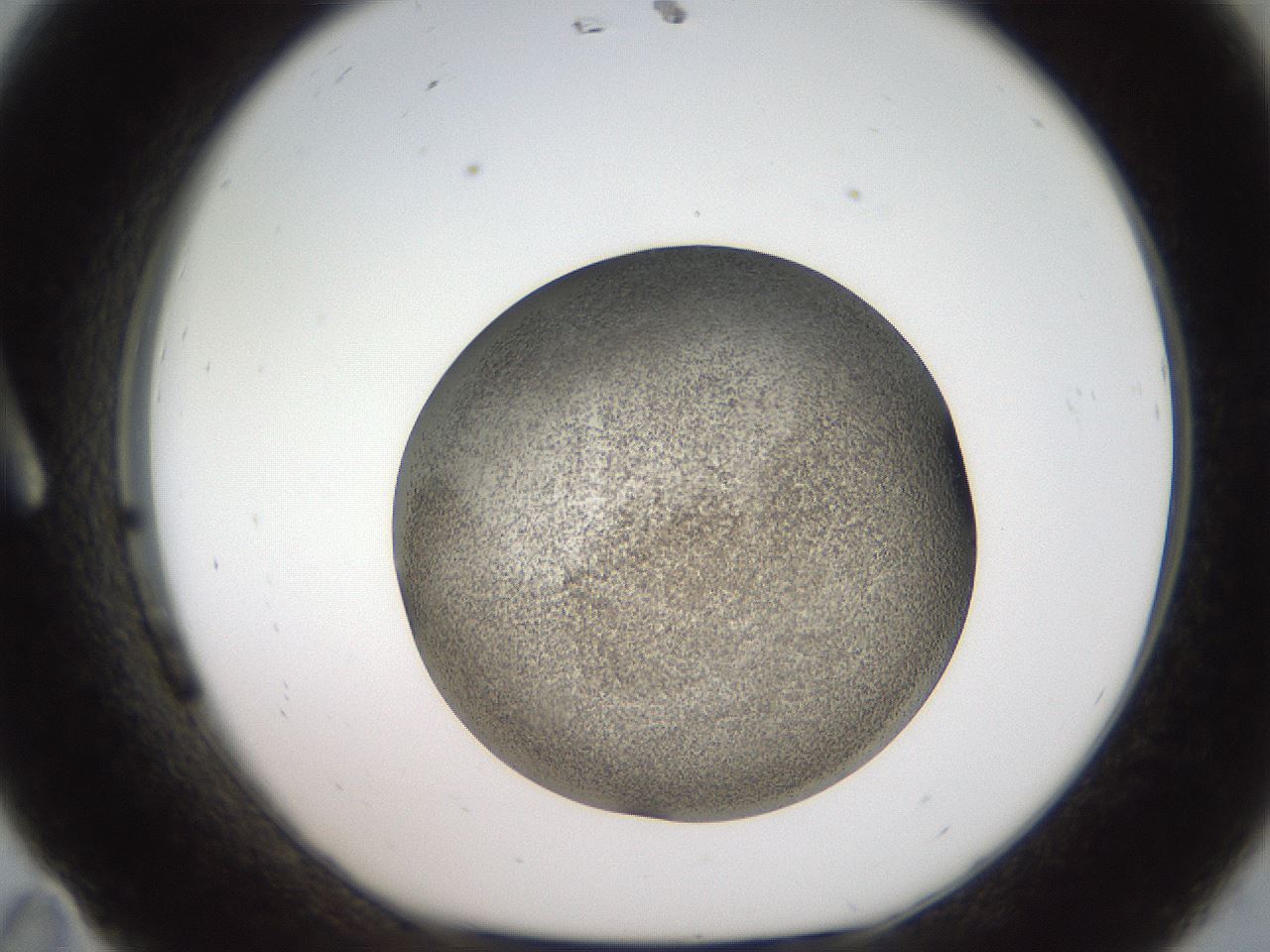 folderID61_plateID2061_batchID9091_wellNum11_profileID1_d1_r139201_ef.jpg