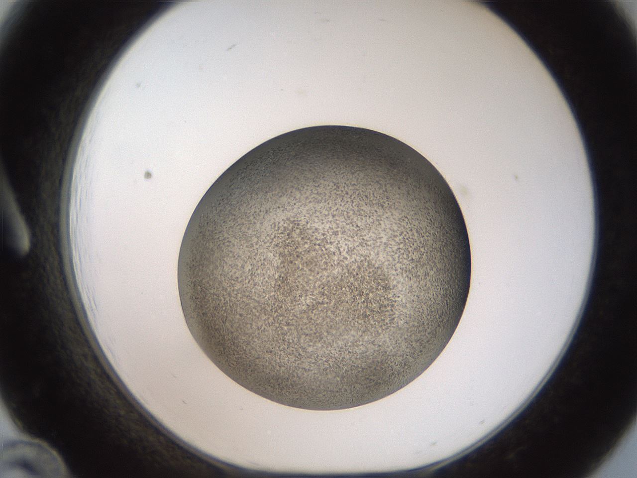 folderID61_plateID2061_batchID9091_wellNum12_profileID1_d1_r139202_ef.jpg