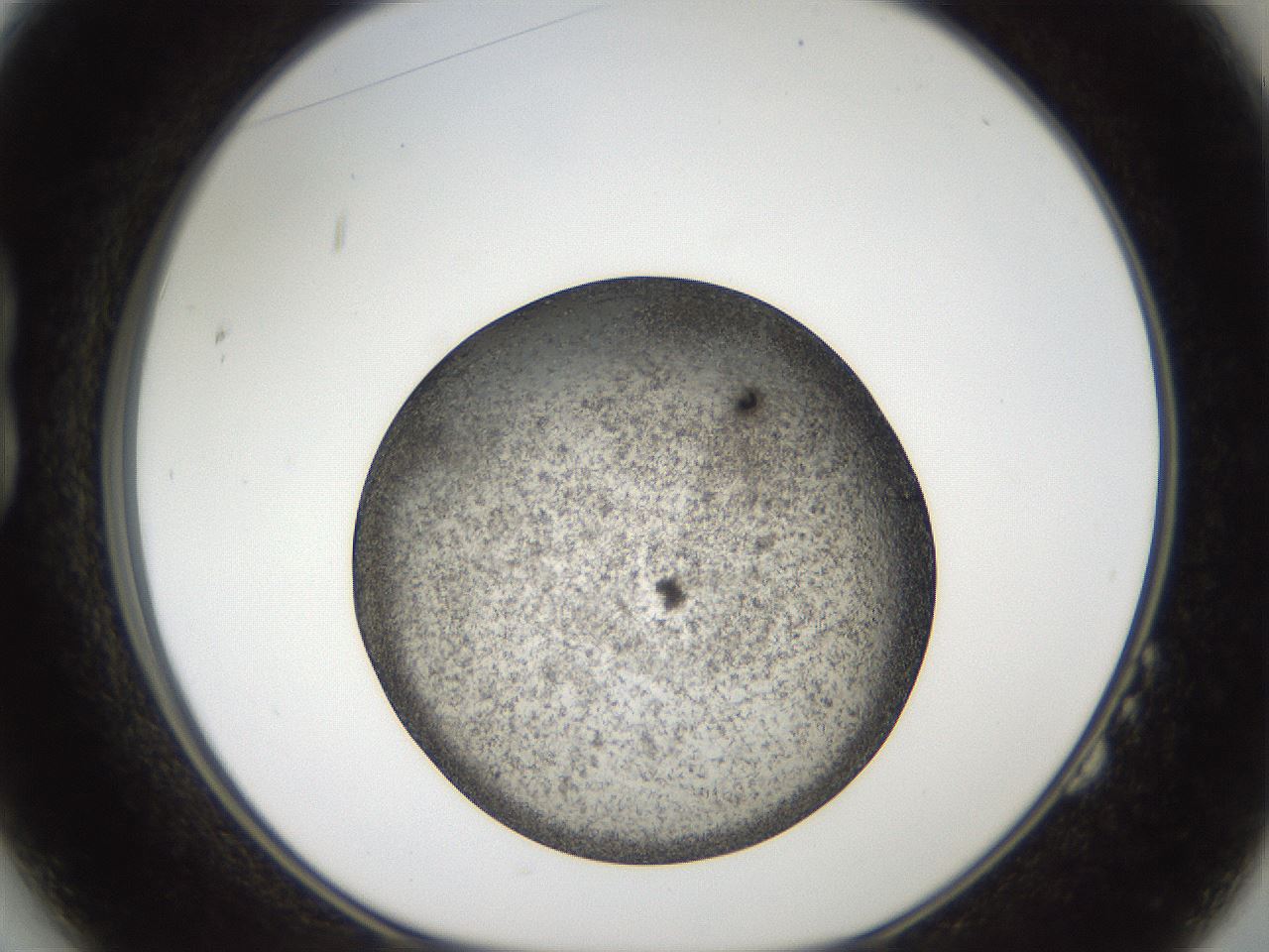 folderID61_plateID2061_batchID9091_wellNum14_profileID1_d1_r139204_ef.jpg