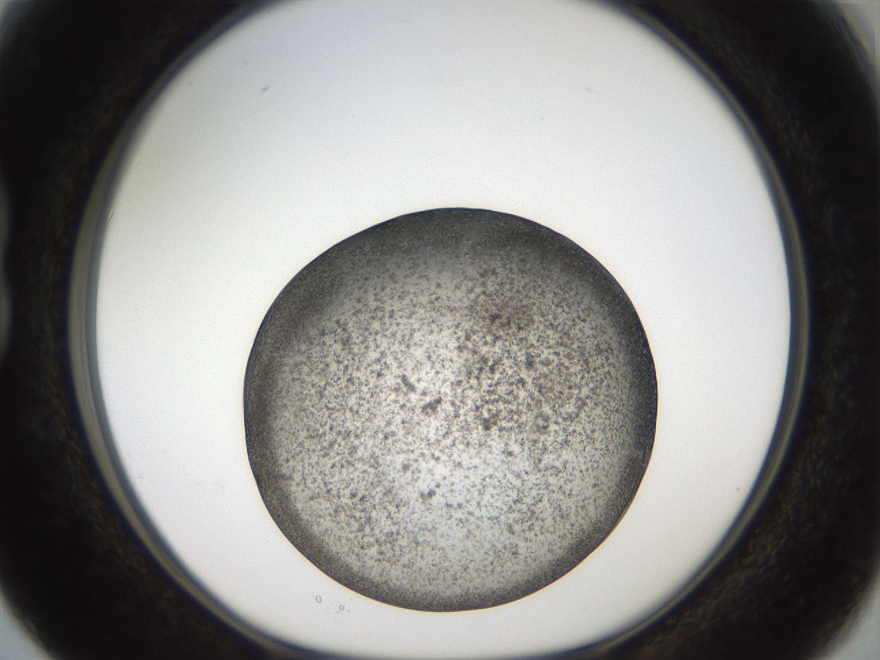 folderID61_plateID2061_batchID9091_wellNum15_profileID1_d1_r139205_ef.jpg