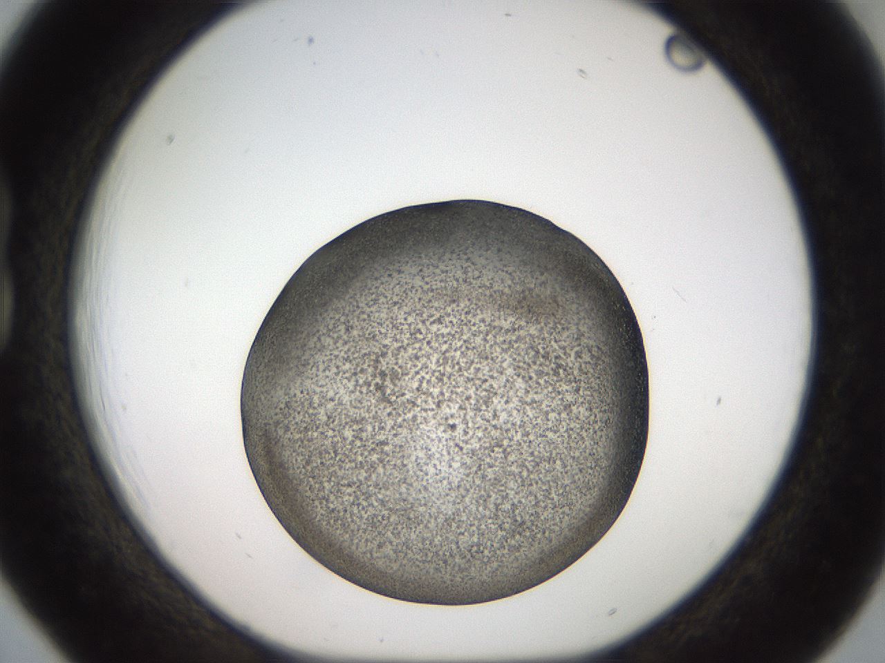 folderID61_plateID2061_batchID9091_wellNum18_profileID1_d1_r139208_ef.jpg