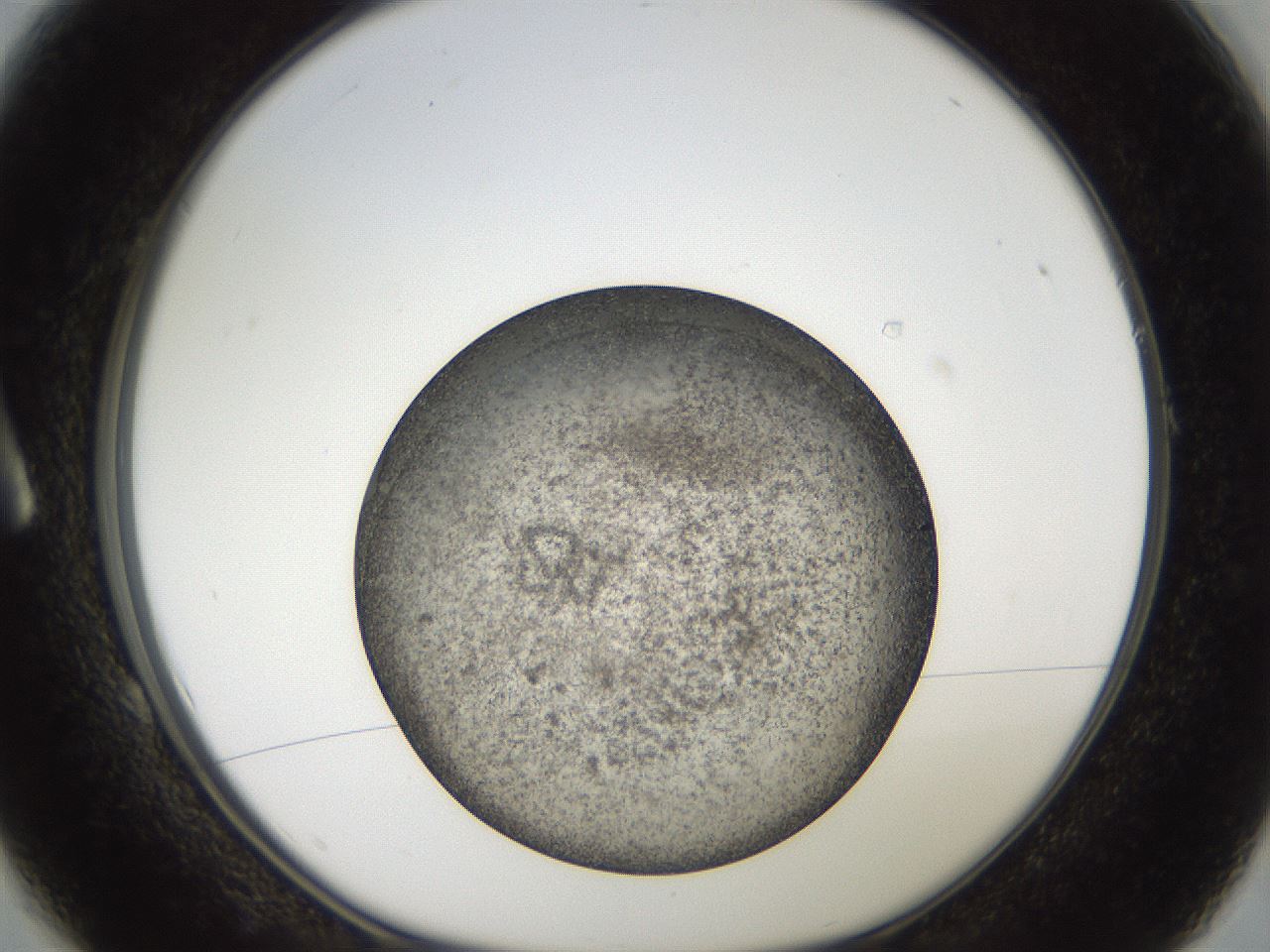 folderID61_plateID2061_batchID9091_wellNum1_profileID1_d1_r139191_ef.jpg