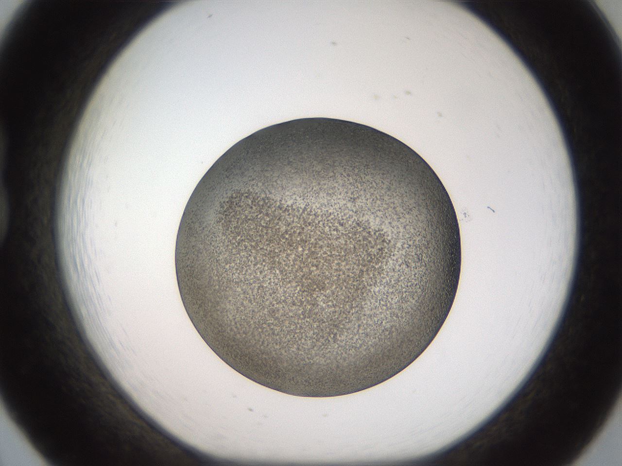 folderID61_plateID2061_batchID9091_wellNum20_profileID1_d1_r139210_ef.jpg