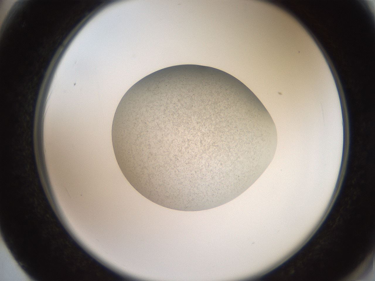 folderID619_plateID1619_batchID6747_wellNum62_profileID1_d2_r107891_ef.jpg