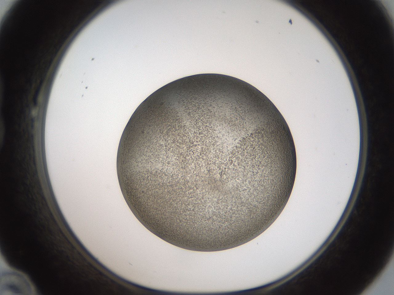 folderID61_plateID2061_batchID9091_wellNum22_profileID1_d1_r139212_ef.jpg