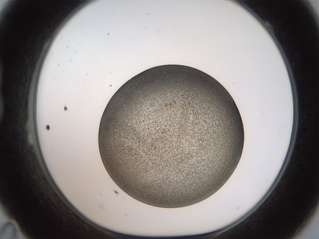 folderID61_plateID2061_batchID9091_wellNum23_profileID1_d1_r139213_ef.jpg
