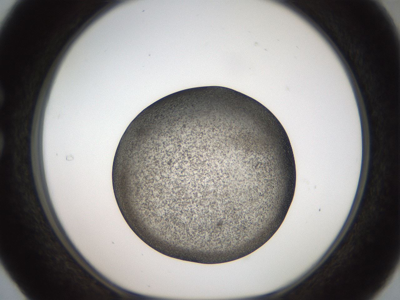 folderID61_plateID2061_batchID9091_wellNum29_profileID1_d1_r139219_ef.jpg