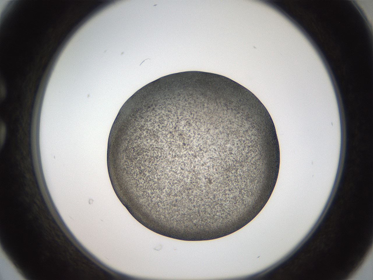 folderID61_plateID2061_batchID9091_wellNum30_profileID1_d1_r139220_ef.jpg