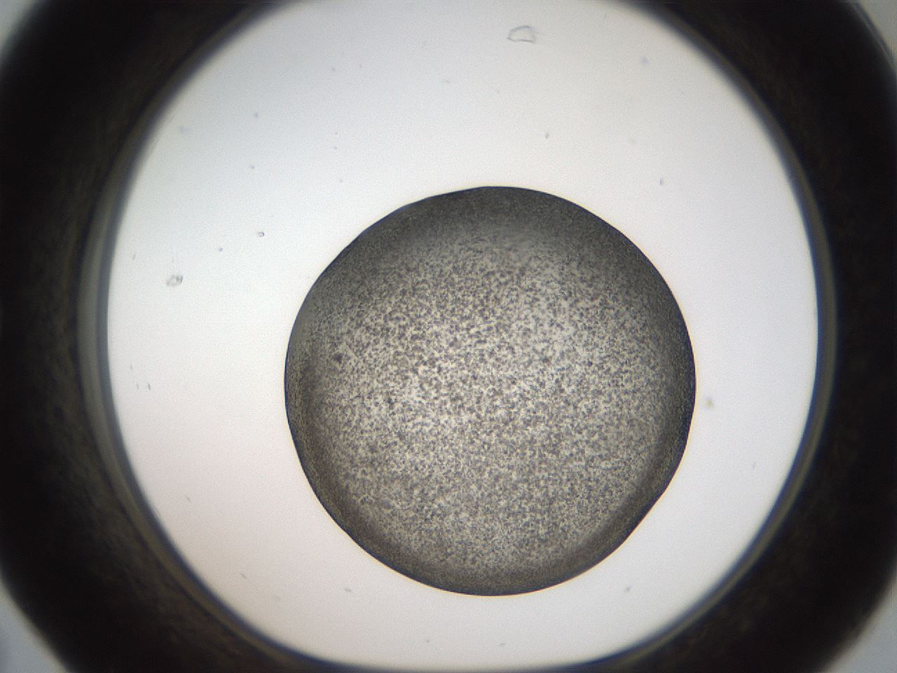 folderID61_plateID2061_batchID9091_wellNum31_profileID1_d1_r139221_ef.jpg
