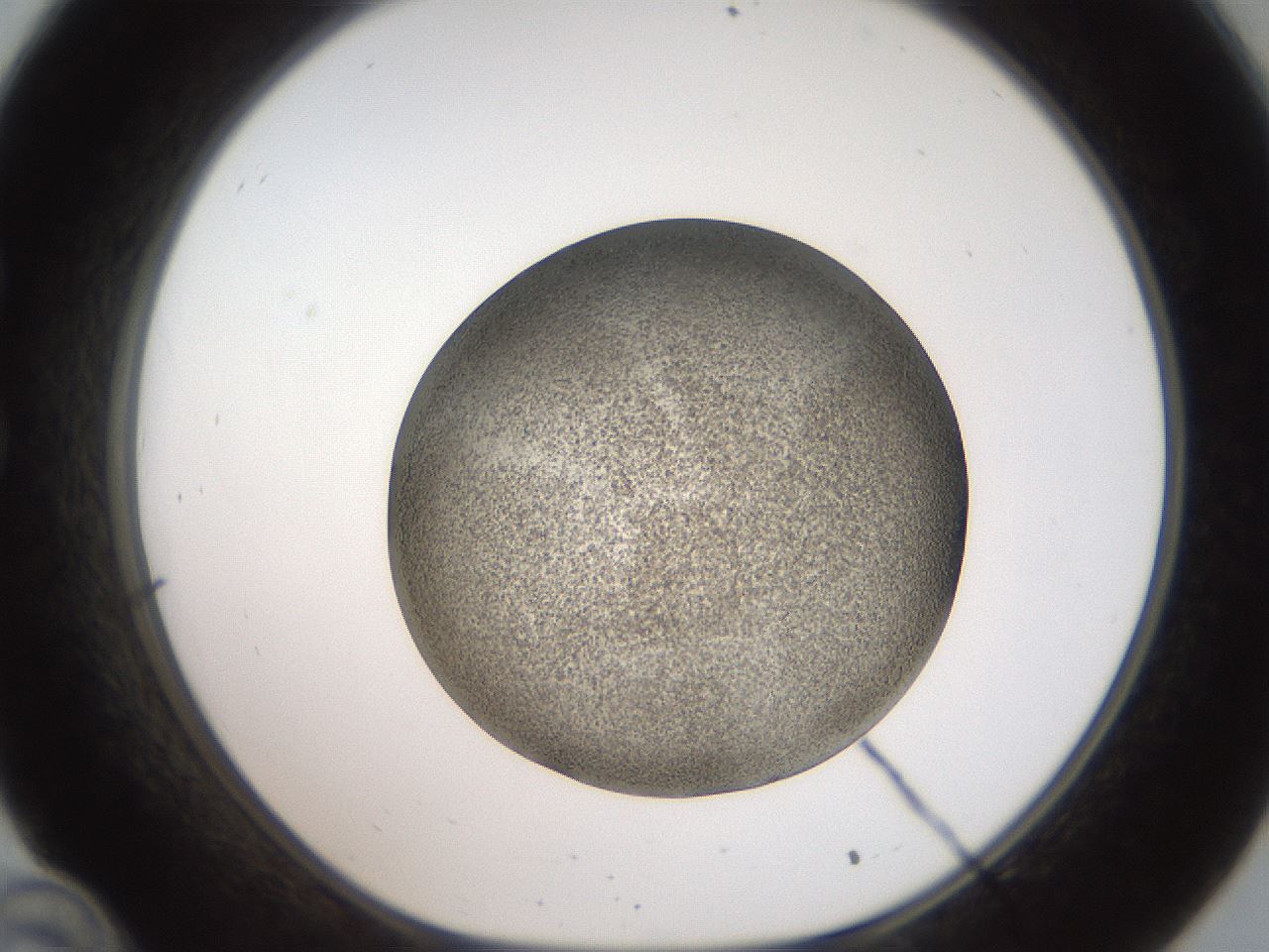 folderID61_plateID2061_batchID9091_wellNum34_profileID1_d1_r139224_ef.jpg