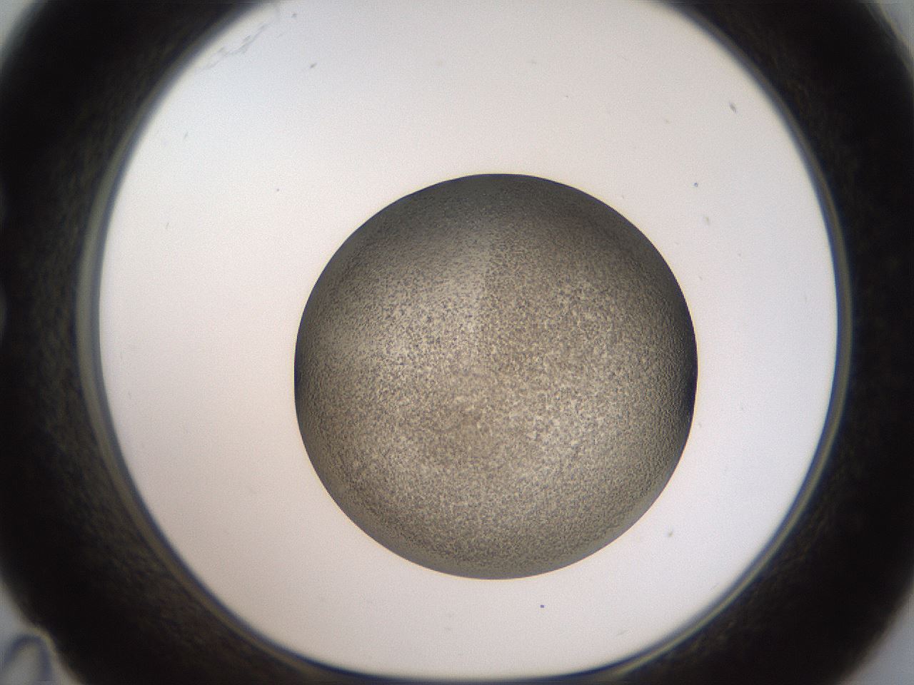 folderID61_plateID2061_batchID9091_wellNum35_profileID1_d1_r139225_ef.jpg