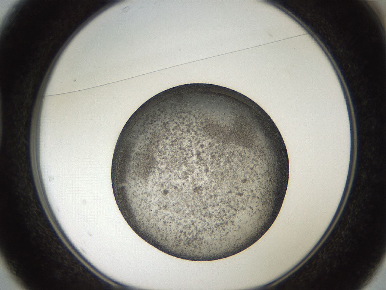 folderID61_plateID2061_batchID9091_wellNum37_profileID1_d1_r139227_ef.jpg