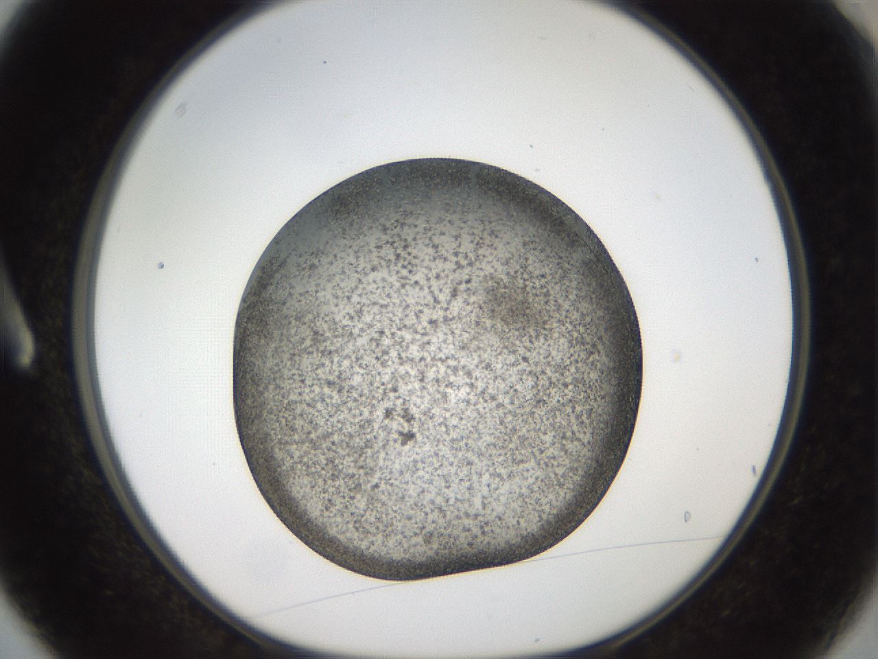 folderID61_plateID2061_batchID9091_wellNum3_profileID1_d1_r139193_ef.jpg