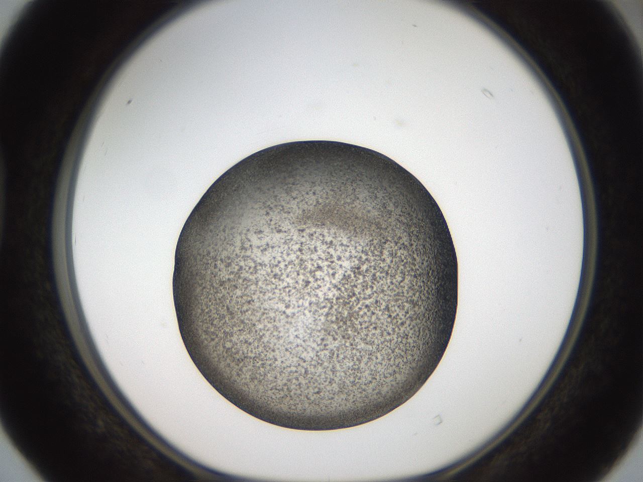 folderID61_plateID2061_batchID9091_wellNum40_profileID1_d1_r139230_ef.jpg