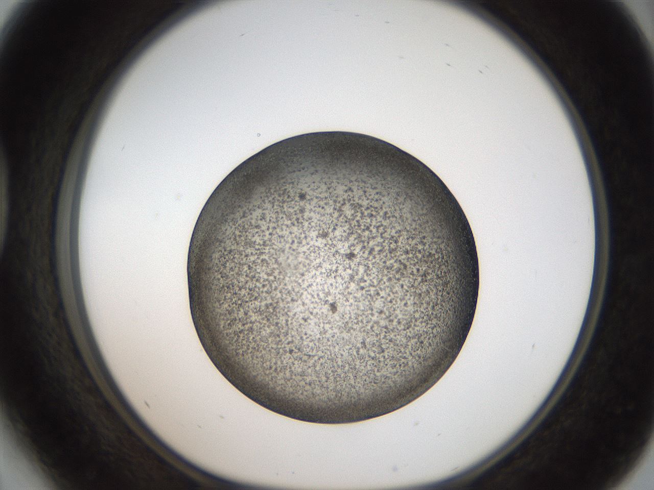 folderID61_plateID2061_batchID9091_wellNum41_profileID1_d1_r139231_ef.jpg
