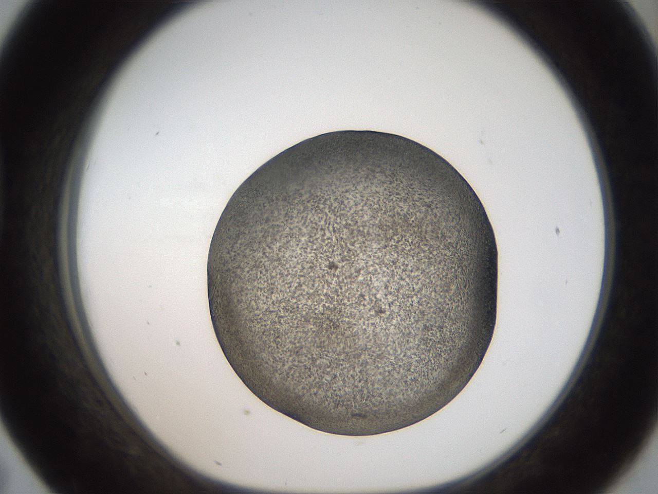 folderID61_plateID2061_batchID9091_wellNum43_profileID1_d1_r139233_ef.jpg