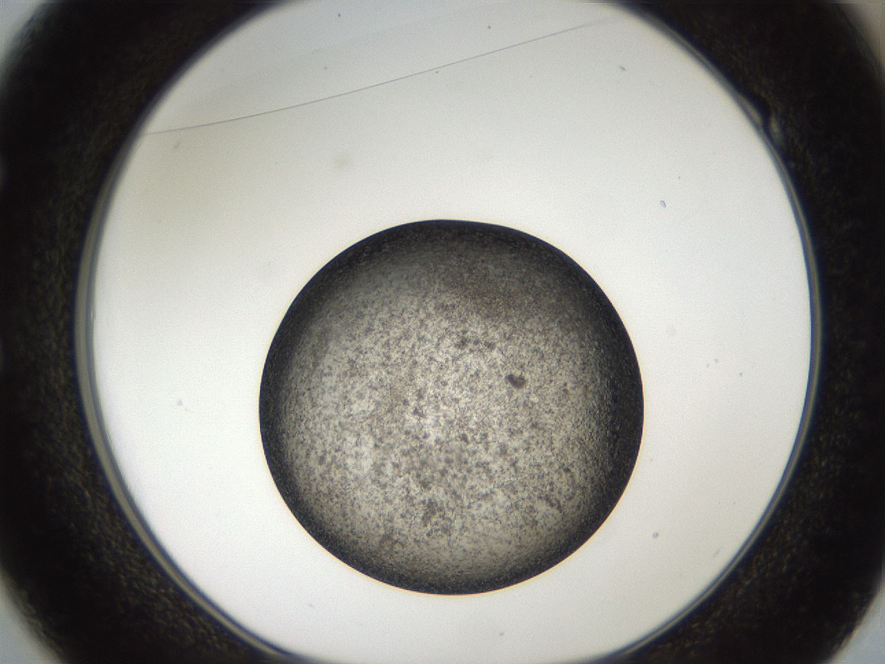 folderID61_plateID2061_batchID9091_wellNum49_profileID1_d1_r139239_ef.jpg