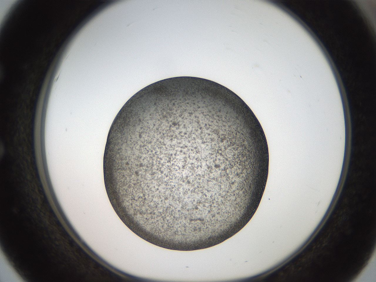 folderID61_plateID2061_batchID9091_wellNum51_profileID1_d1_r139241_ef.jpg