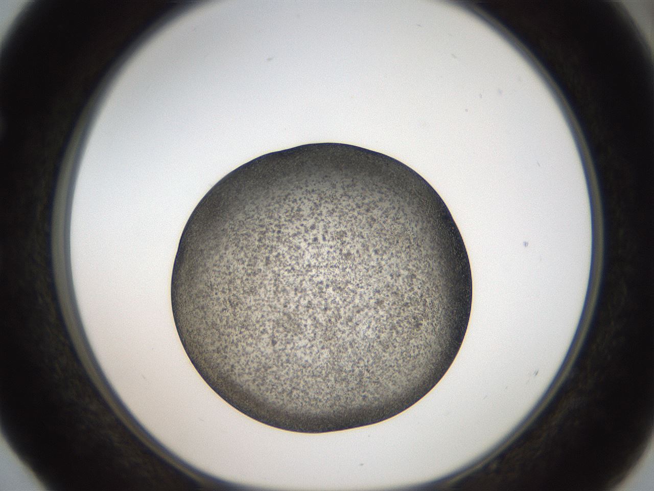 folderID61_plateID2061_batchID9091_wellNum52_profileID1_d1_r139242_ef.jpg