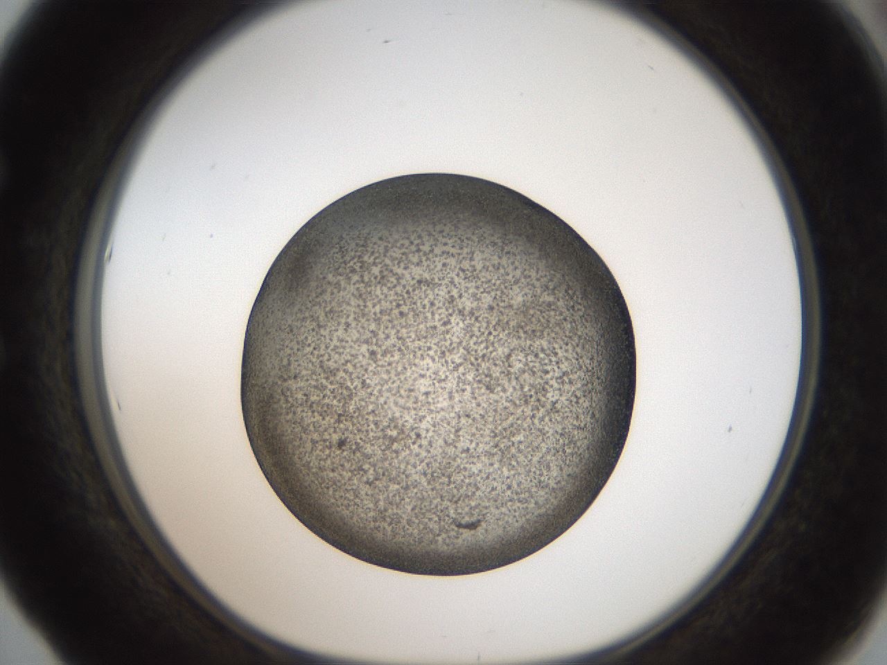 folderID61_plateID2061_batchID9091_wellNum53_profileID1_d1_r139243_ef.jpg