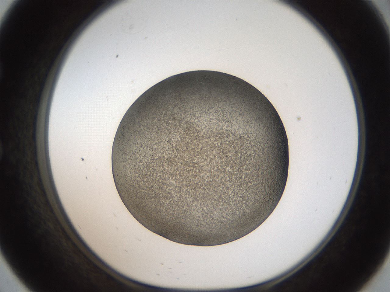 folderID61_plateID2061_batchID9091_wellNum57_profileID1_d1_r139247_ef.jpg