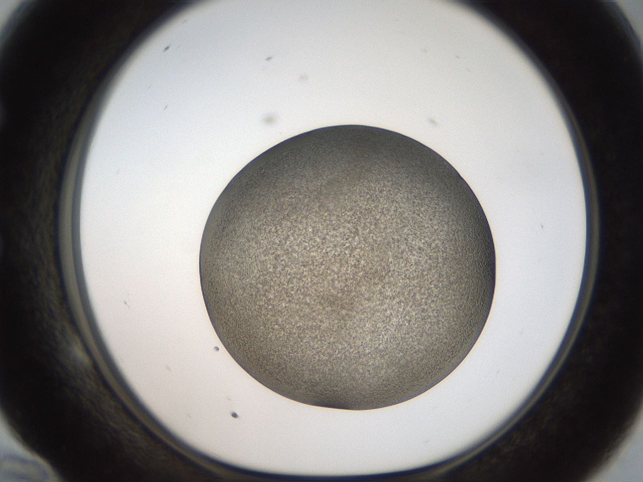 folderID61_plateID2061_batchID9091_wellNum58_profileID1_d1_r139248_ef.jpg