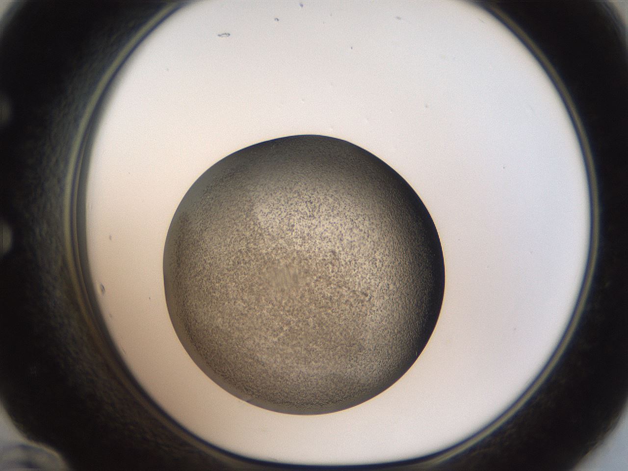 folderID61_plateID2061_batchID9091_wellNum60_profileID1_d1_r139250_ef.jpg
