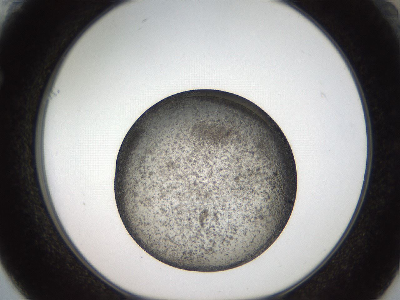 folderID61_plateID2061_batchID9091_wellNum61_profileID1_d1_r139251_ef.jpg