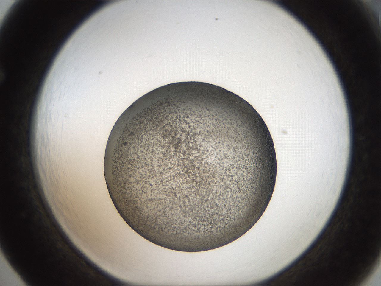 folderID61_plateID2061_batchID9091_wellNum65_profileID1_d1_r139255_ef.jpg