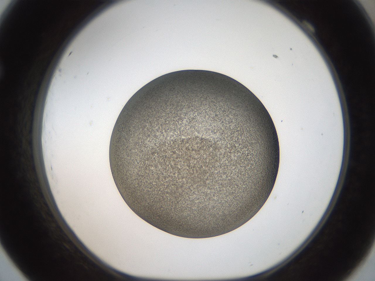 folderID61_plateID2061_batchID9091_wellNum69_profileID1_d1_r139259_ef.jpg