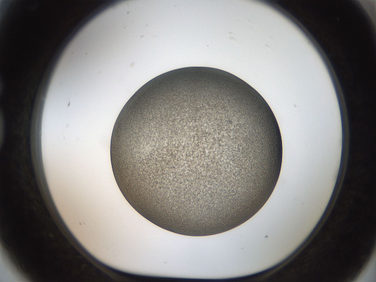 folderID61_plateID2061_batchID9091_wellNum81_profileID1_d1_r139271_ef.jpg