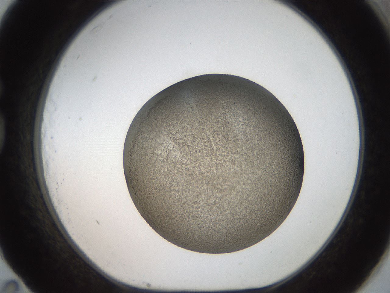 folderID61_plateID2061_batchID9091_wellNum83_profileID1_d1_r139273_ef.jpg