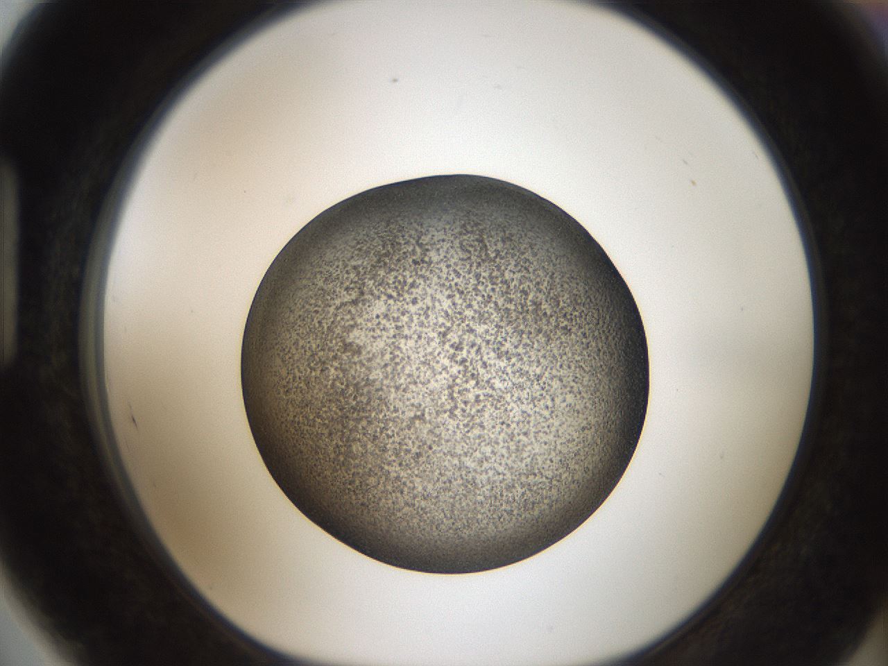 folderID61_plateID2061_batchID9091_wellNum89_profileID1_d1_r139279_ef.jpg